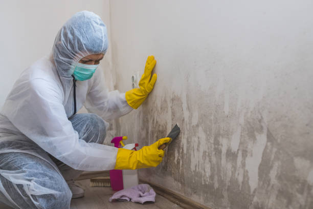 Best Health and Safety Mold Remediation in Pecos, TX