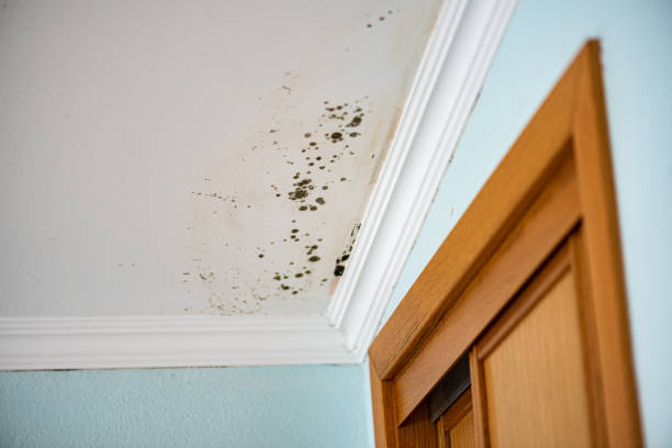 Best HVAC Mold Remediation in Pecos, TX