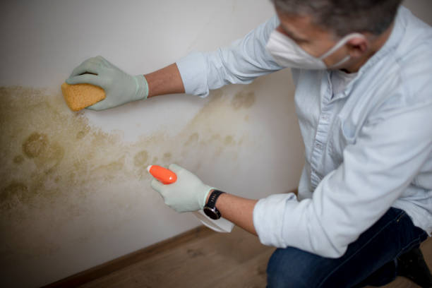 Best DIY Mold Remediation Support Services in Pecos, TX