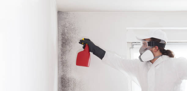 Best Attic Mold Remediation in Pecos, TX