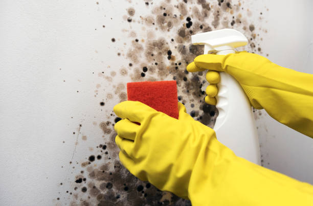Best Localized Mold Remediation (e.g., coastal areas, humid climates) in Pecos, TX