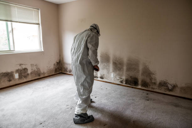 Best Black Mold Remediation in Pecos, TX