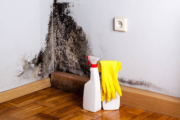 Pecos, TX Mold Remediation Company