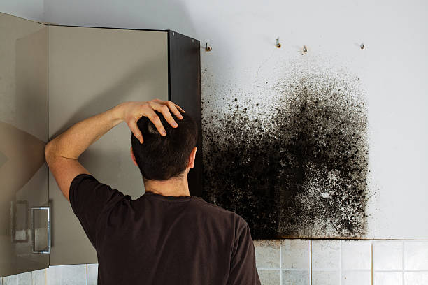 Best White Mold Remediation in Pecos, TX