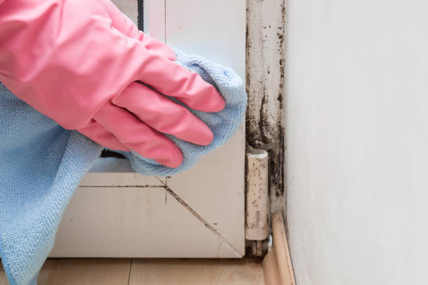 Best Residential Mold Remediation in Pecos, TX