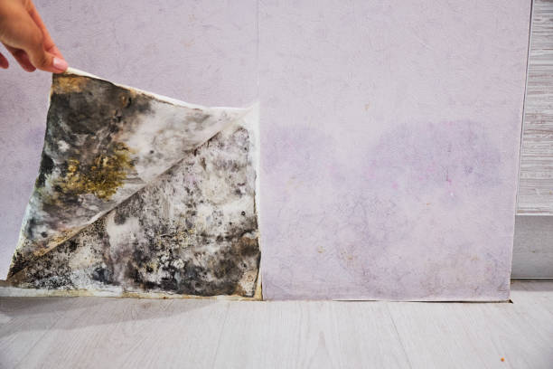Best Mold Remediation for Schools in Pecos, TX